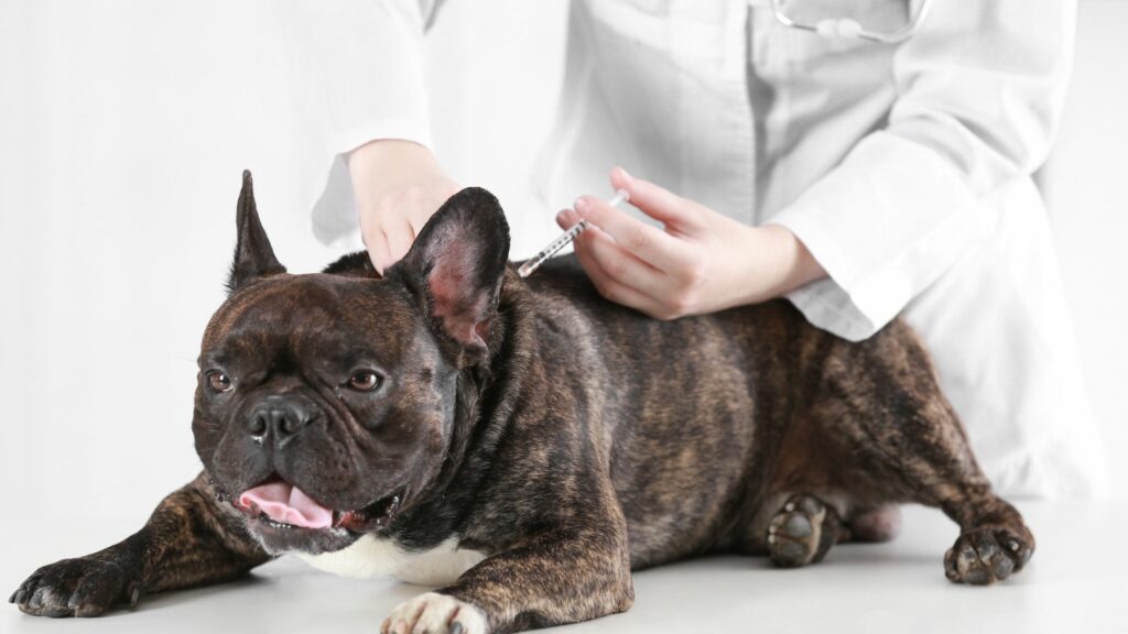 Lyme Disease in Dogs